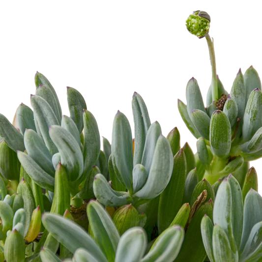 Easy Plants for the Beginners that started as Plant Killers