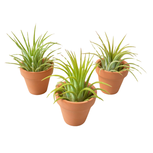 The Wonderful World of Air Plants: Why You Should Bring Them Into Your Life