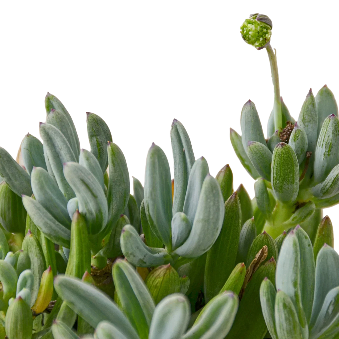 Easy Plants for the Beginners that started as Plant Killers
