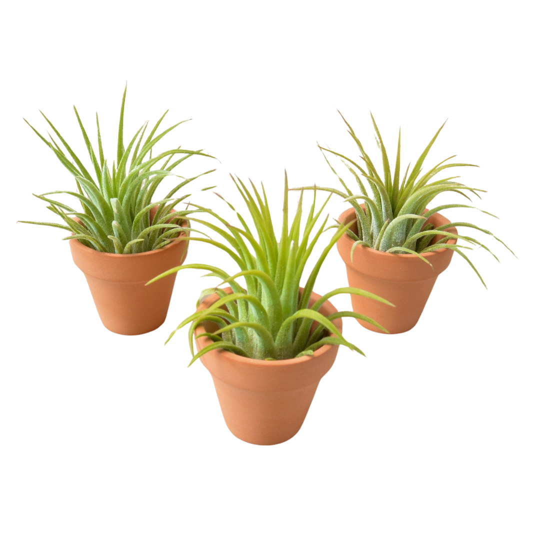 The Wonderful World of Air Plants: Why You Should Bring Them Into Your Life